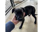 Adopt Feyra a Black Labrador Retriever