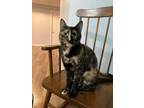 Adopt Joy a Domestic Short Hair