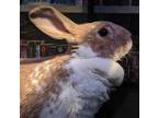 Adopt Luciana a Bunny Rabbit