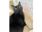 Adopt Rosie a Domestic Short Hair