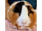 Adopt Milla a Guinea Pig