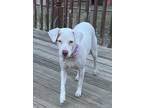 Adopt Mami a English Pointer, Labrador Retriever