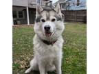 Adopt Avery a Siberian Husky