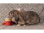 Adopt Maple a Mini Lop