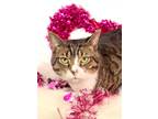 Adopt Fisher a Domestic Short Hair