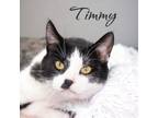 Adopt Timmy a Domestic Short Hair, American Shorthair