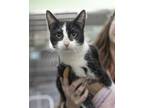 Adopt Marvin a Domestic Short Hair, American Shorthair