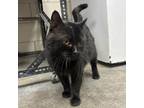 Adopt Thomas a Domestic Short Hair