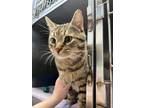 Adopt Reed a Domestic Short Hair