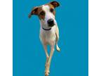 Adopt Bobby a Hound