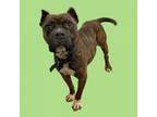 Adopt Tubby a Boxer