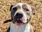 Adopt Toby a Pit Bull Terrier
