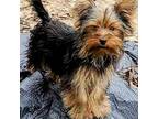 Yorkshire Terrier Puppy for sale in Magnolia, TX, USA