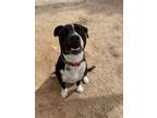 Adopt Doc Holiday a Great Dane, Border Collie