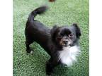 Adopt Deano a Pekingese