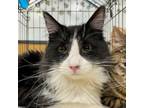 Adopt Squirt a Domestic Long Hair