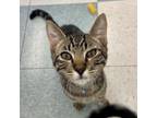 Adopt Clarence a Bengal, Domestic Short Hair