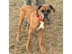 Adopt Chase a Boxer