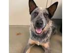 Adopt Ike a Australian Cattle Dog / Blue Heeler, Australian Shepherd