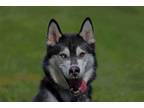 Adopt Skip a Siberian Husky