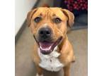 Adopt Jambalaya a Pit Bull Terrier