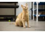 Adopt Charlie a Tabby