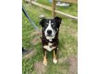 Adopt TUCKER a Bernese Mountain Dog, Mixed Breed