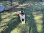 Adopt RACCOONA a Mastiff