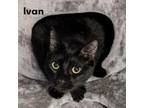 Adopt Ivan a Domestic Short Hair