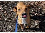 Adopt Riff a Mixed Breed