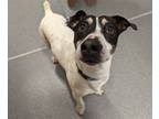 Adopt Jack a Jack Russell Terrier