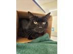 Adopt STAVROS a Domestic Short Hair
