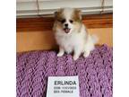 Pomeranian Puppy for sale in Everett, WA, USA