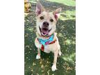 Adopt Dash a Terrier, Labrador Retriever