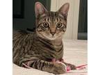 Adopt Stevie Boy a Domestic Short Hair