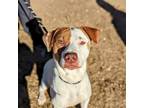 Adopt Jethro a Mixed Breed