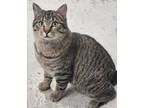 Adopt Milton a Domestic Short Hair