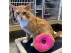 Adopt Donut a Domestic Short Hair