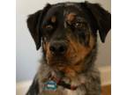 Adopt Riggs- GUPPY PROGRAM! a Australian Shepherd