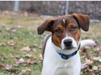 Adopt Tanner a Mixed Breed, Hound