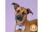 Adopt Leon a Black Mouth Cur, Mixed Breed