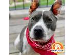 Adopt Tom a Pit Bull Terrier, Mixed Breed