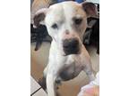 Adopt OSGOOD a Pit Bull Terrier, Mixed Breed