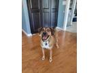 Adopt Bandit a Mountain Cur, Mixed Breed