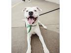 Adopt Cortez (HW-) Sponsored Adoption Fee a Pit Bull Terrier, Mixed Breed