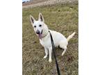 Adopt Simba a White German Shepherd