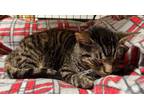 Adopt Travis a Tabby