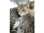 Adopt Jackie ( with Jermaine) a Domestic Short Hair