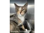 Adopt Jermaine (with Jackie) a Domestic Short Hair