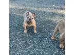 Crazy Thick Frenchie puppy